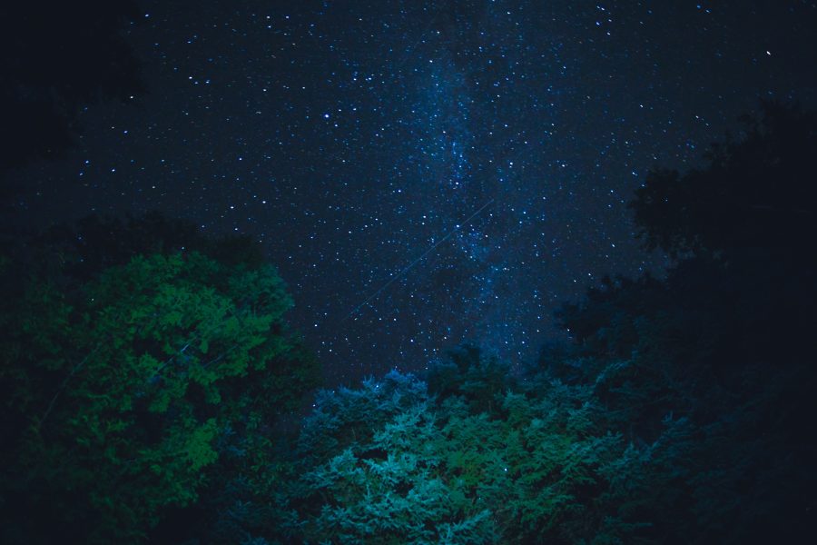 A starry nighttime sky, beyond the treetops.