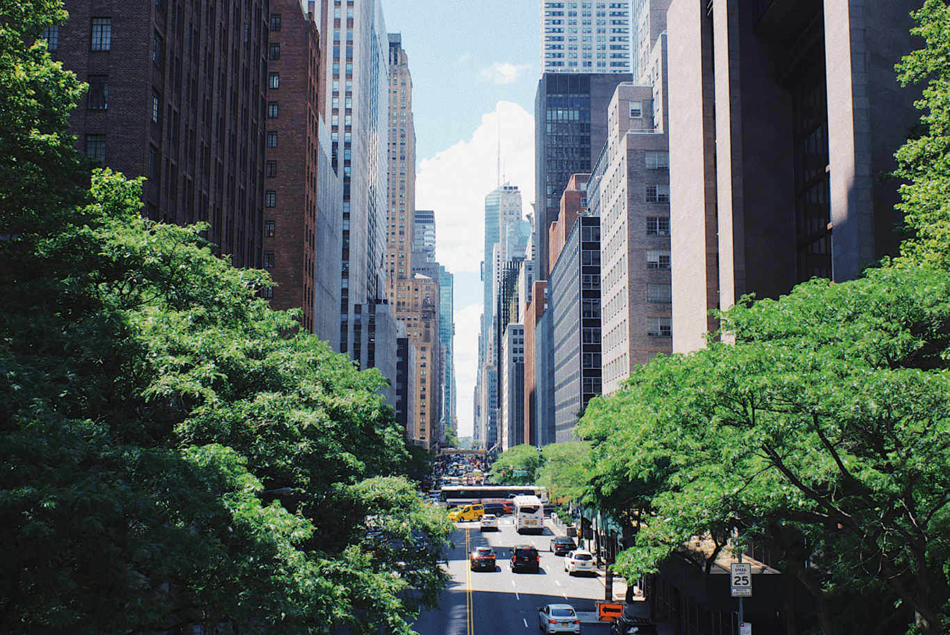 Canopy of big trees in large city with cars and large buildings in backdrop